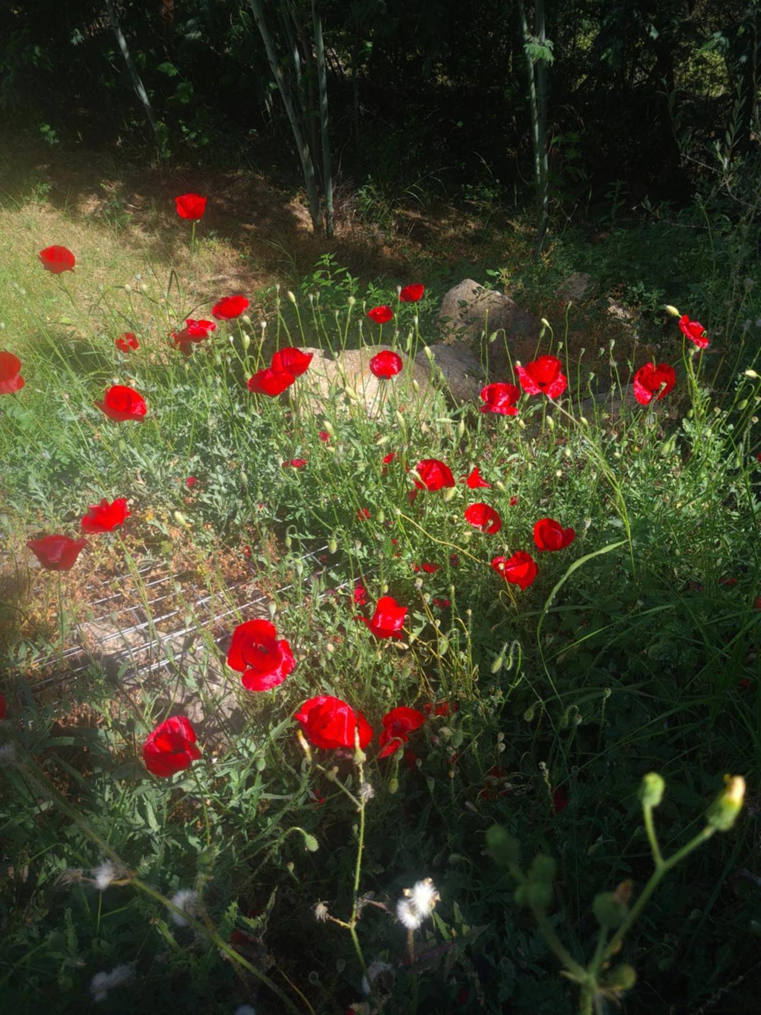 Spitikariotiko Ikarian Cottage Raches  ภายนอก รูปภาพ